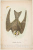 Art Print : Henry Louis Stephens - Night Hawk, from The Comic Natural History of The Human Race : Vintage Wall Art