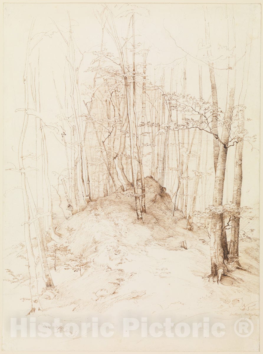 Art Print : Heinrich Dreber - Forest View in The Menterschweige District Near Munich : Vintage Wall Art