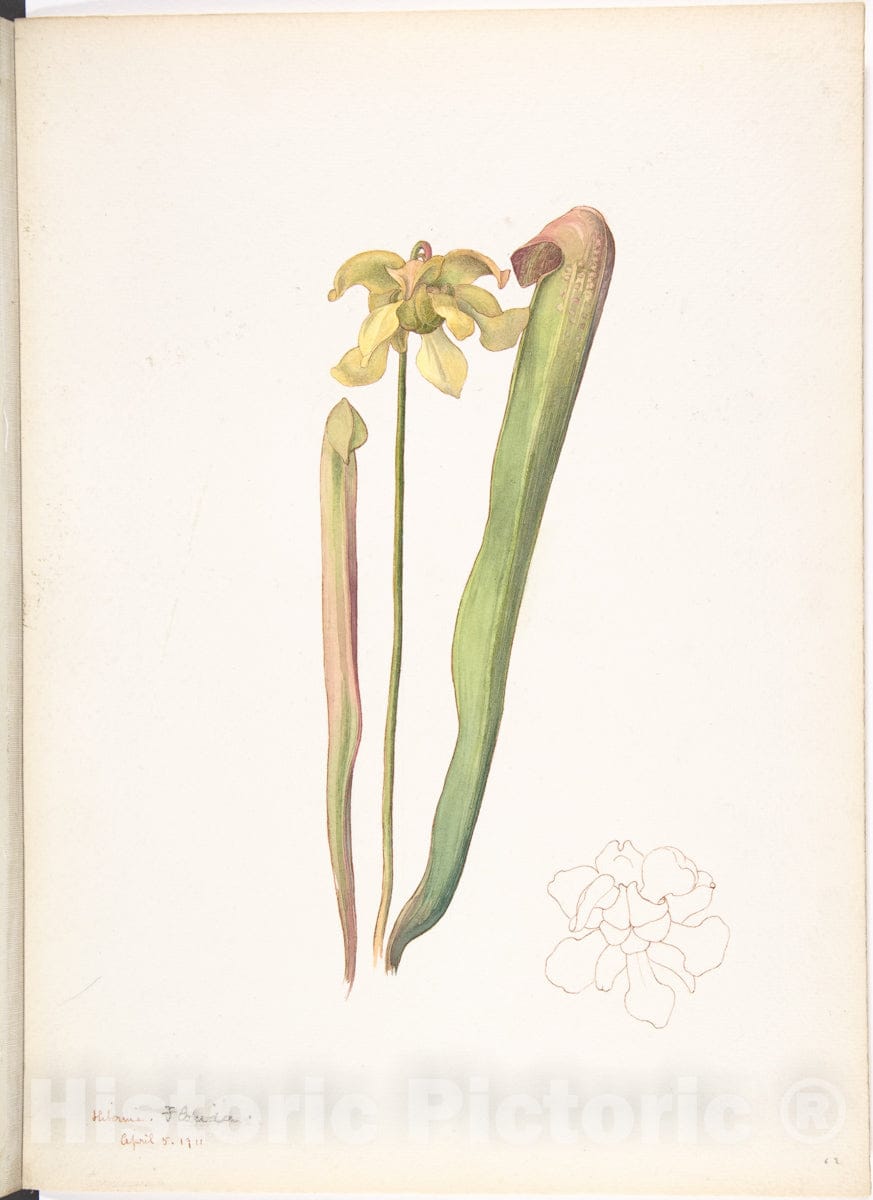 Art Print : Margaret Neilson Armstrong - Green-Gold Orchid : Vintage Wall Art