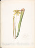 Art Print : Margaret Neilson Armstrong - Green-Gold Orchid : Vintage Wall Art