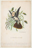 Art Print : Henry Louis Stephens - Humming Bird (Thomas B. Florence), from The Comic Natural History of The Human Race : Vintage Wall Art