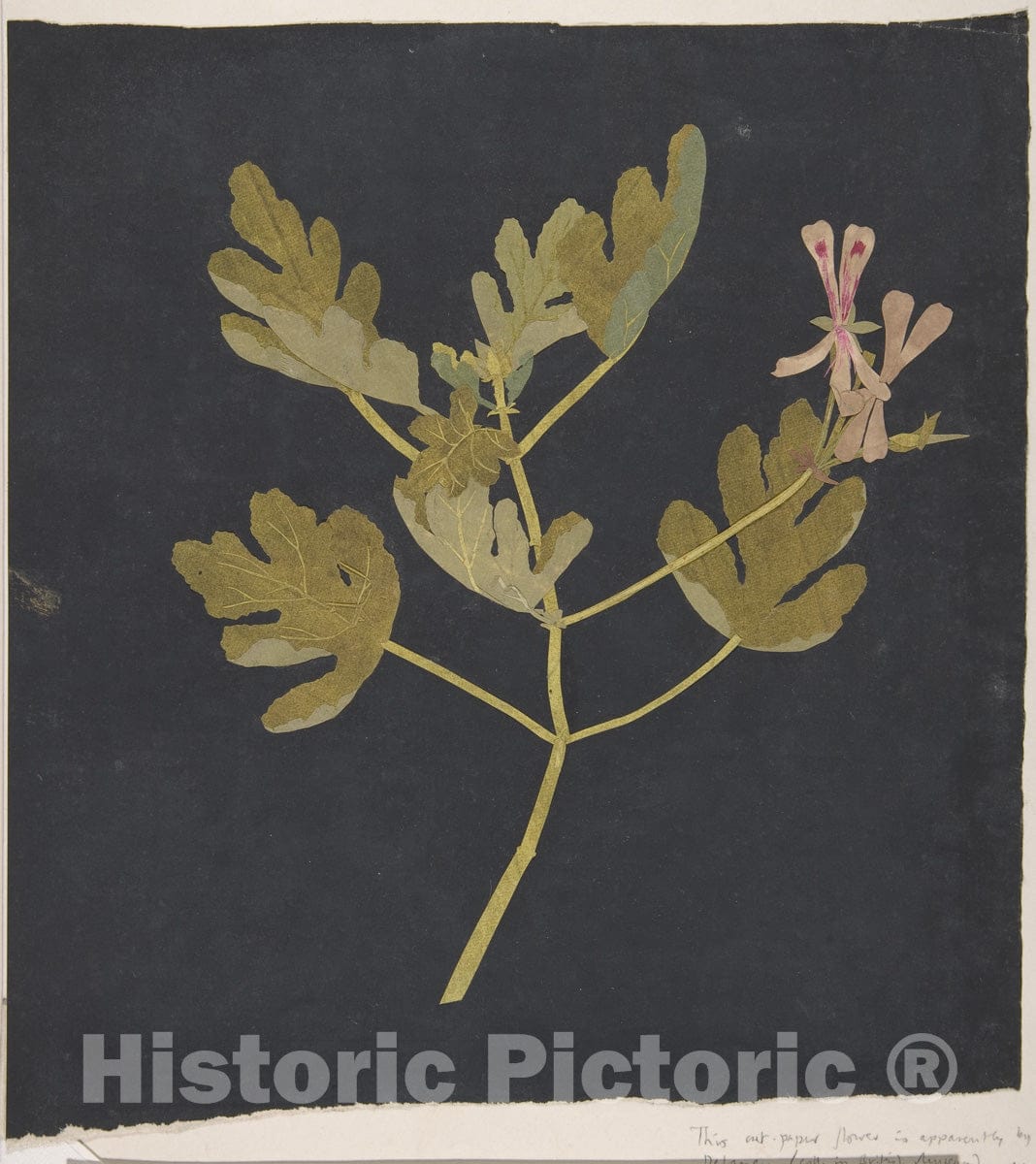 Art Print : Mary Delany - Botanical Study : Vintage Wall Art