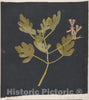 Art Print : Mary Delany - Botanical Study : Vintage Wall Art