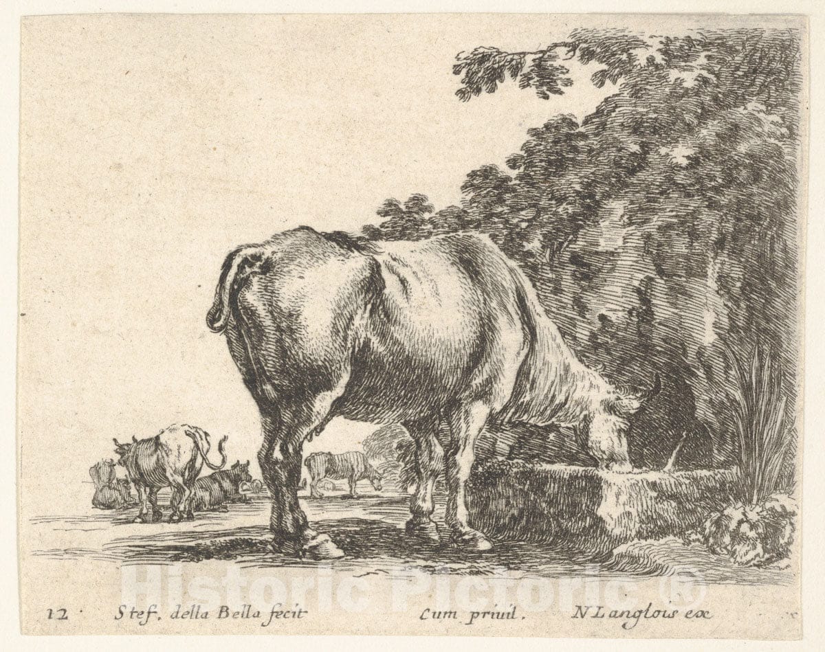 Art Print : Stefano Della Bella - Plate 12: a Cow Drinking from a Stone Trough, Other Cows to Left in Background, from 'Diversi capricci' 1 : Vintage Wall Art