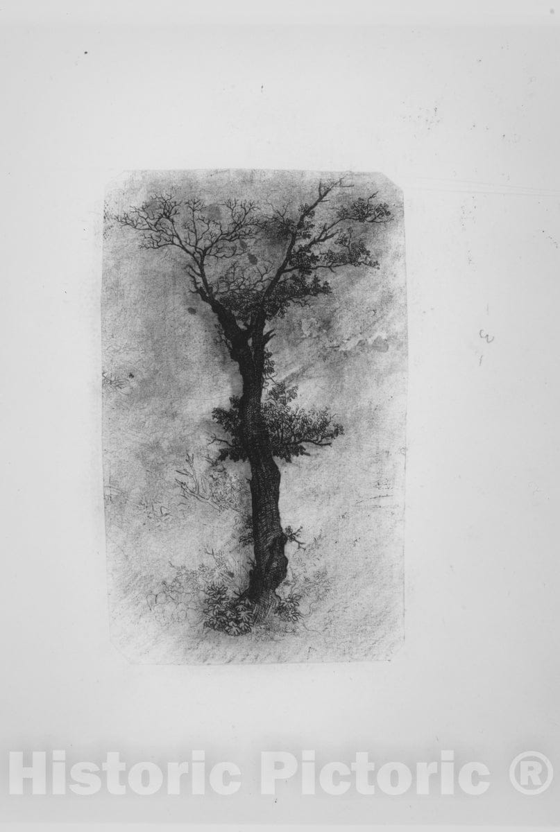 Art Print : Rodolphe Bresdin - Étude d'un Arbre (Study of a Tree) : Vintage Wall Art