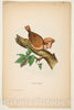 Art Print : Henry Louis Stephens - Jail Bird, from The Comic Natural History of The Human Race : Vintage Wall Art