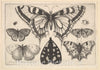 Art Print : Wenceslaus Hollar - Five Butterflies, a Moth and Two Beetles : Vintage Wall Art