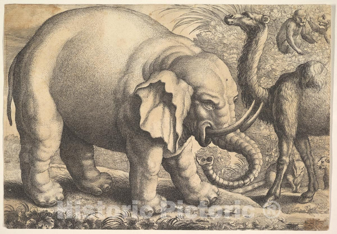 Art Print : Wenceslaus Hollar - Elephant and Camel : Vintage Wall Art