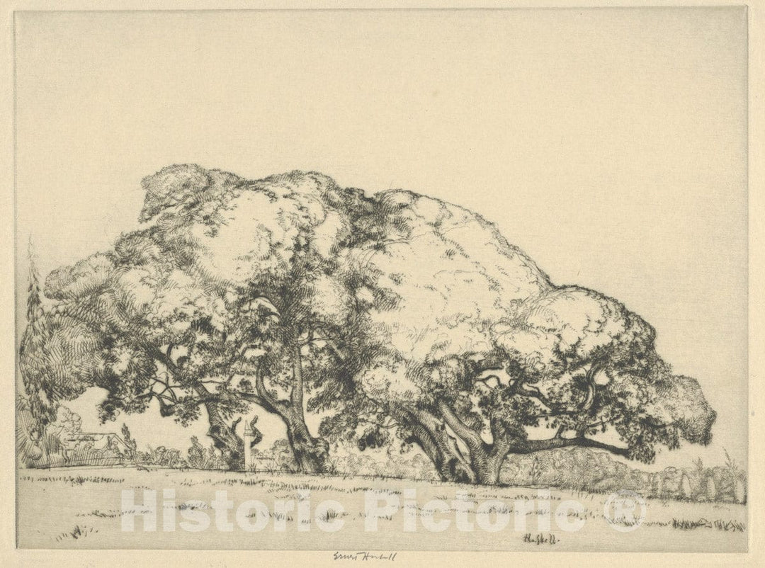 Art Print : Ernest Haskell - Four Live Oaks : Vintage Wall Art