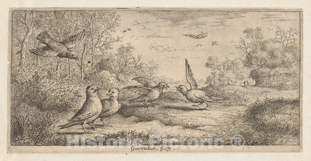 Art Print : Albert Flamen - Garrulus, Gey (The Jay): Livre d'Oyseaux (Book of Birds) : Vintage Wall Art