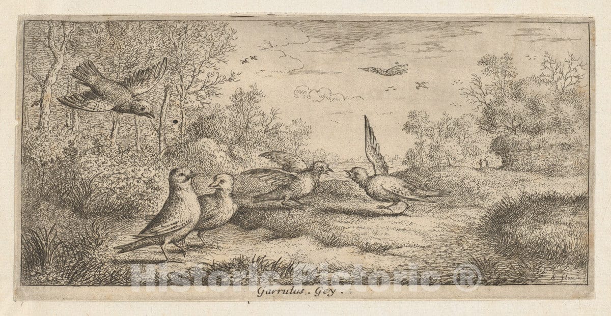 Art Print : Albert Flamen - Garrulus, Gey (The Jay): Livre d'Oyseaux (Book of Birds) : Vintage Wall Art