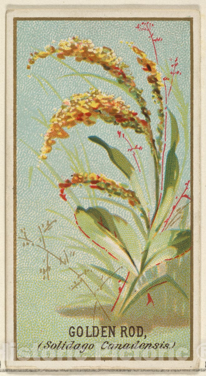 Art Print : Issued by Goodwin & Company - Golden Rod (Solidago Canadensis), from The Flowers Series for Old Judge Cigarettes : Vintage Wall Art