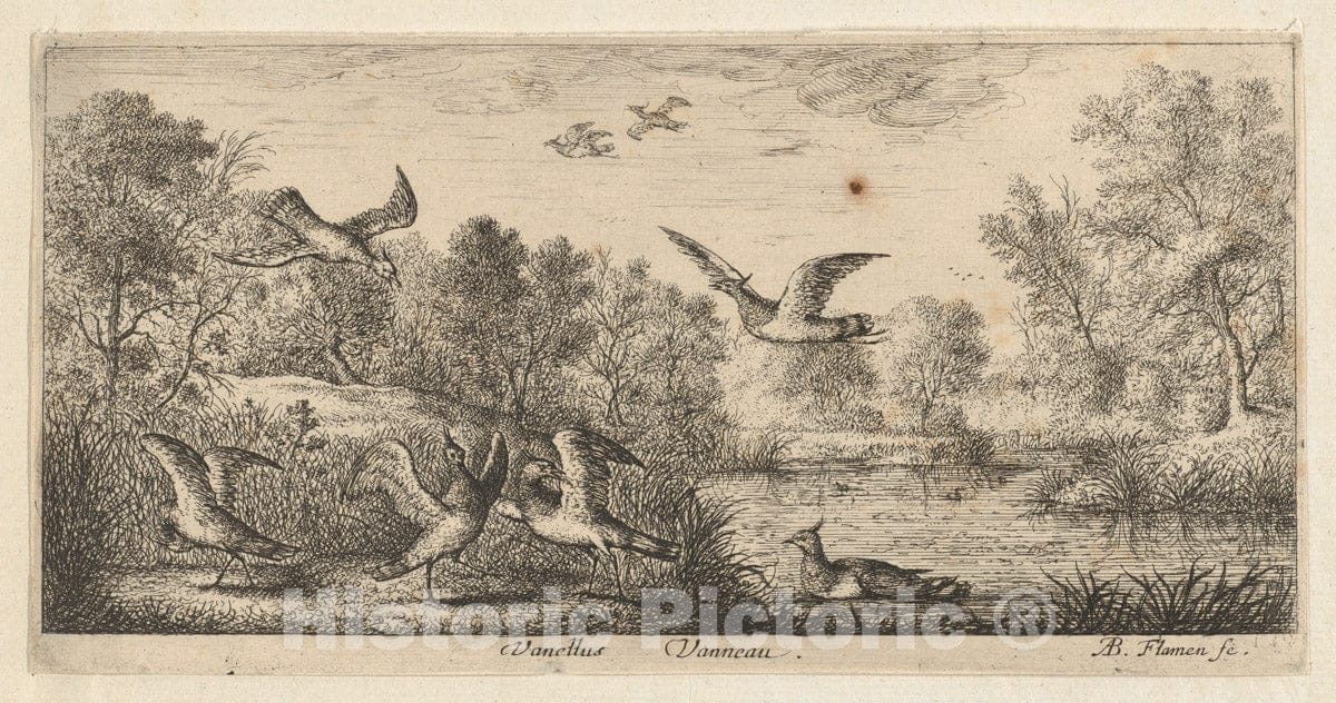 Art Print : Albert Flamen - Vanellus, Vanneau (The Lapwing): Livre d'Oyseaux (Book of Birds) : Vintage Wall Art
