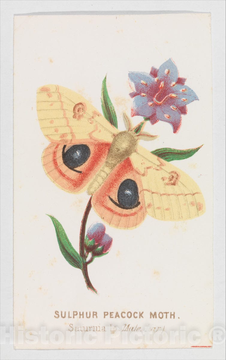 Art Print : Louis Prang & Co. - Sulfur Peacock Moth from The Butterflies and Moths of America Part 2 : Vintage Wall Art