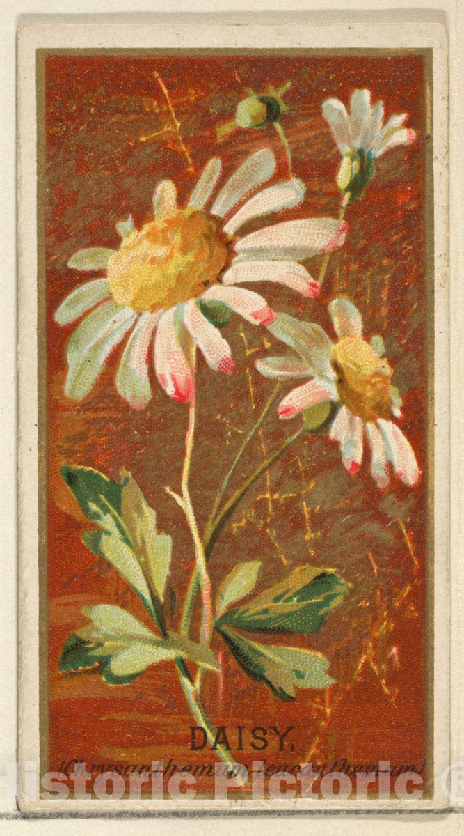 Art Print : Issued by Goodwin & Company - Daisy (Chrysanthemum leucanthemum), from The Flowers Series for Old Judge Cigarettes : Vintage Wall Art
