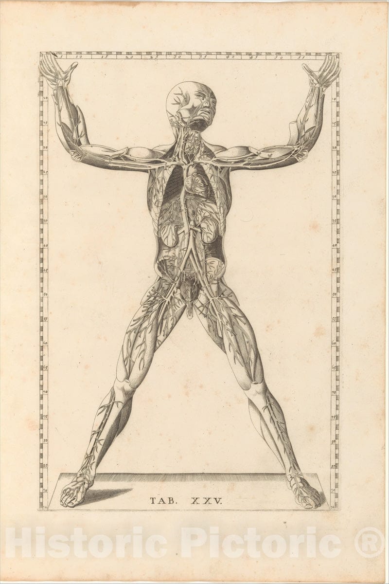 Art Print : Barth. Eustachius - Tabulae Anatomicae : Vintage Wall Art