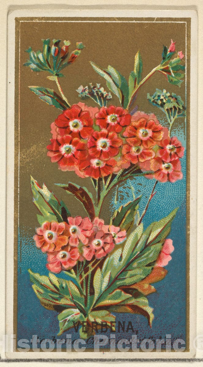 Art Print : Issued by Goodwin & Company - Verbena (Verbena chamaedrifolia), from The Flowers Series for Old Judge Cigarettes : Vintage Wall Art