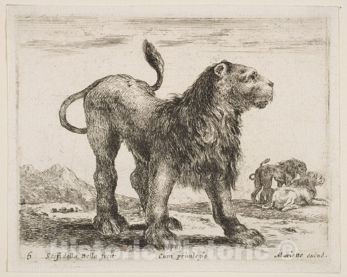 Art Print : Stefano Della Bella - Plate 6: Lion, from 'Various Animals' (Diversi animali) 2 : Vintage Wall Art