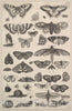 Art Print : Wenceslaus Hollar - Forty-one Insects, Including Moths and Butterflies : Vintage Wall Art