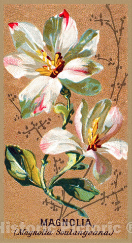 Art Print : Issued by Goodwin & Company - Magnolia (Magnolia Soulangeana), from The Flowers Series for Old Judge Cigarettes : Vintage Wall Art