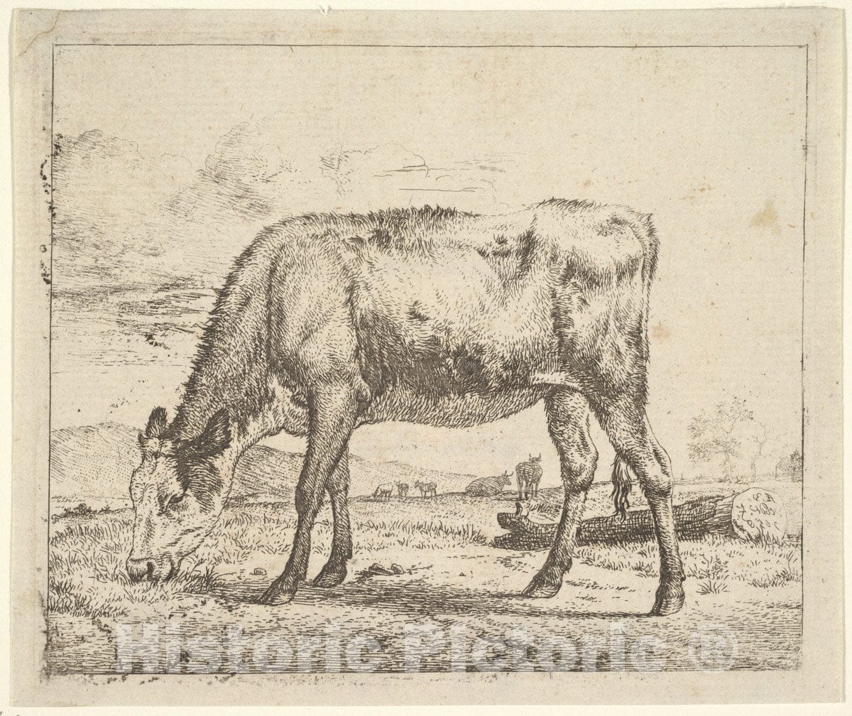 Art Print : Adriaen Van de Velde - Grazing Calf, from Different Animals : Vintage Wall Art