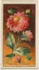 Art Print : Issued by Goodwin & Company - Dahlia (Dahlia Coccinea), from The Flowers Series for Old Judge Cigarettes : Vintage Wall Art