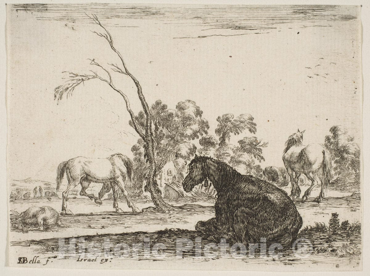 Art Print : Plate 8: a Seated Horse to Right - Artist: Stefano Della Bella - Created: 1642 1 : Vintage Wall Art