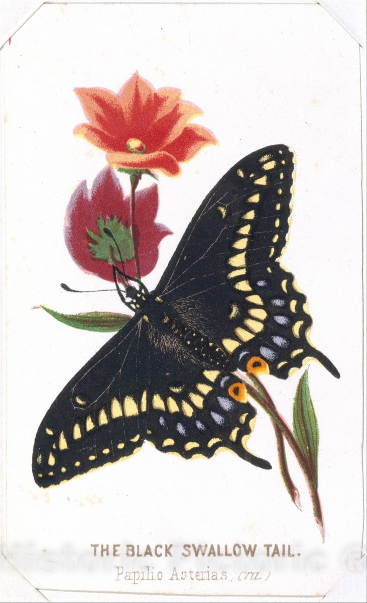 Art Print : Louis Prang & Co. - The Black Swallowtail from The Butterflies and Moths of America Part 3 : Vintage Wall Art