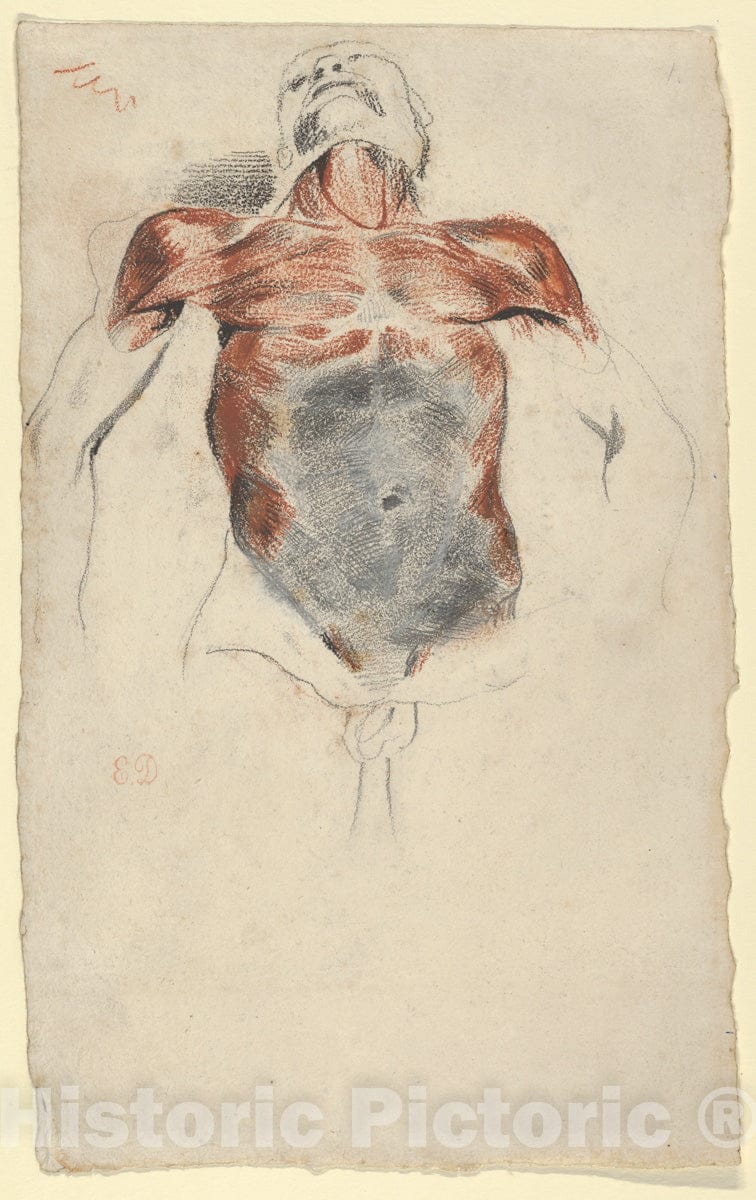 Art Print : Eugène Delacroix - Ecorché: Torso of a Male Cadaver : Vintage Wall Art