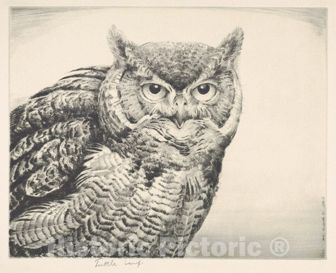 Art Print : Henry Emerson Tuttle - Great Horned Owl : Vintage Wall Art