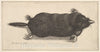 Art Print : Wenceslaus Hollar - Dead Mole : Vintage Wall Art