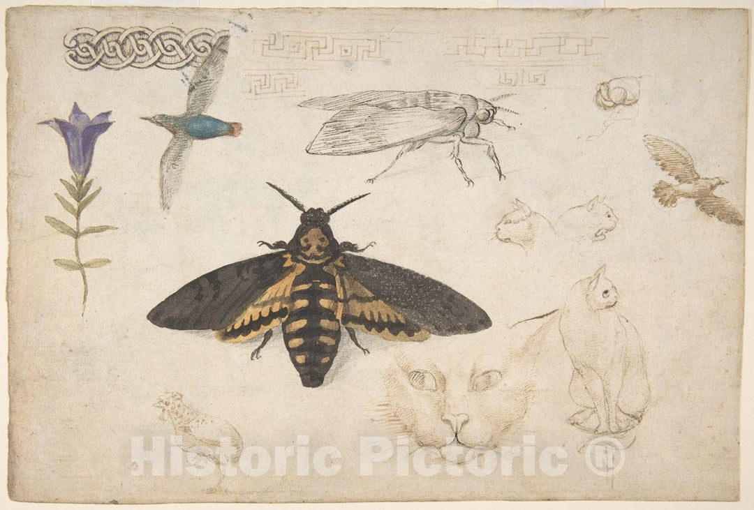 Art Print : Studies of a Gentian, Moth, Birds, Cats, Interlacing Motif, and Greek Frets - Artist: Giorgio di Giovanni (Giorgio da Siena) - Created: 1530–40 : Vintage Wall Art