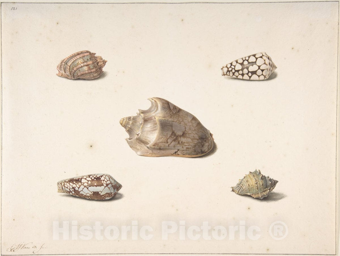 Art Print : George Jacobus Johannes Van Os - Five Shells : Vintage Wall Art