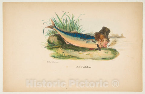 Art Print : Henry Louis Stephens - Mac-Arel, from The Comic Natural History of The Human Race : Vintage Wall Art