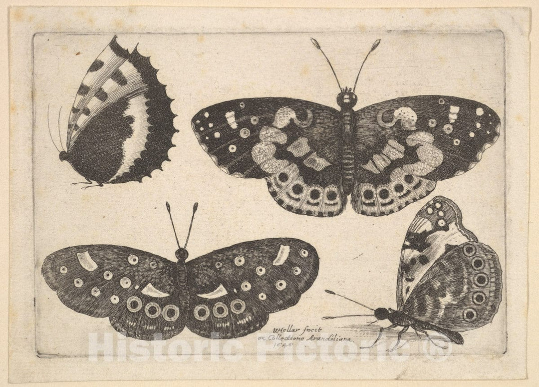 Art Print : Wenceslaus Hollar - Four Butterflies : Vintage Wall Art