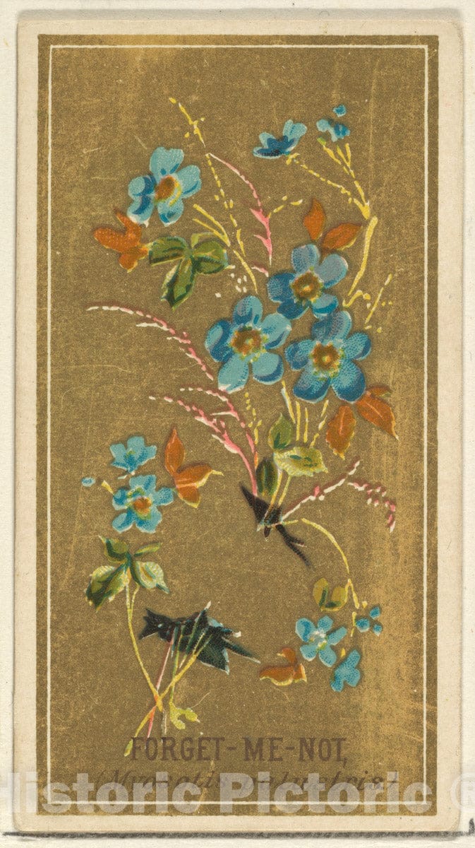Art Print : Issued by Goodwin & Company - Forget-Me-Not (Myosotis palustris), from The Flowers Series for Old Judge Cigarettes : Vintage Wall Art