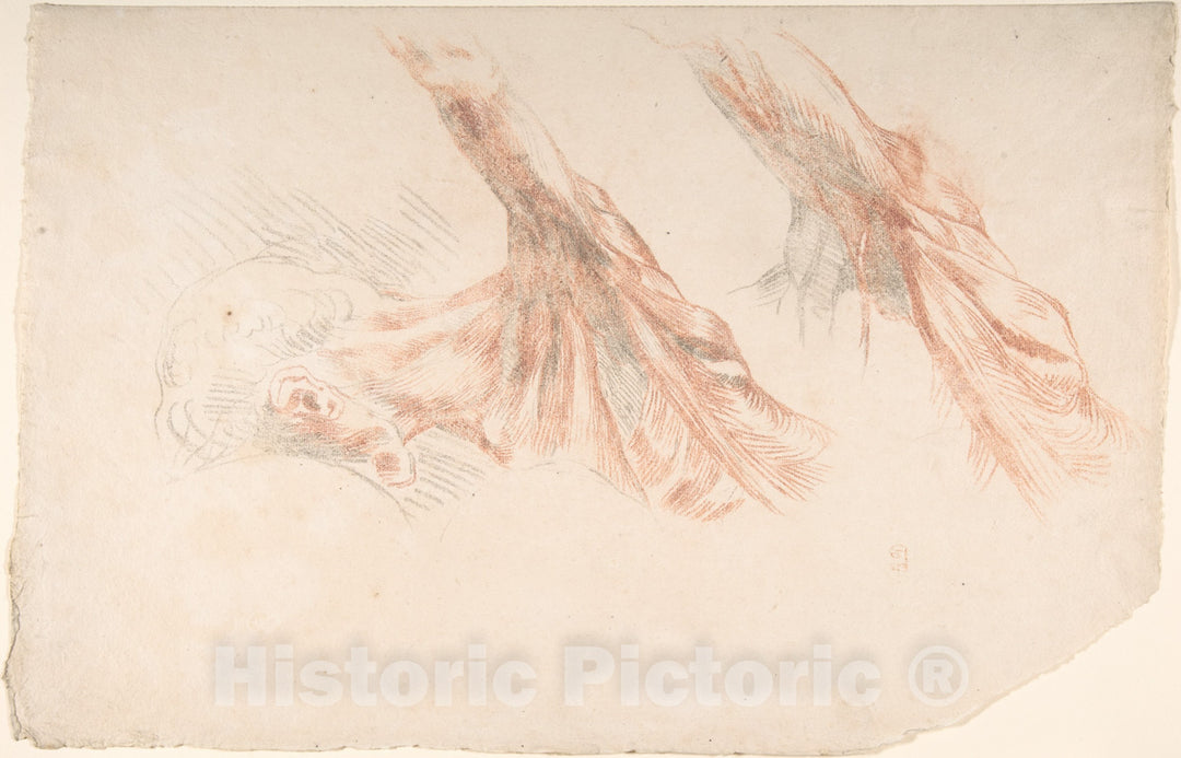 Art Print : Eugène Delacroix - Ecorché: Two Studies of The Muscles of The Shoulder and of The Arm, Raised : Vintage Wall Art