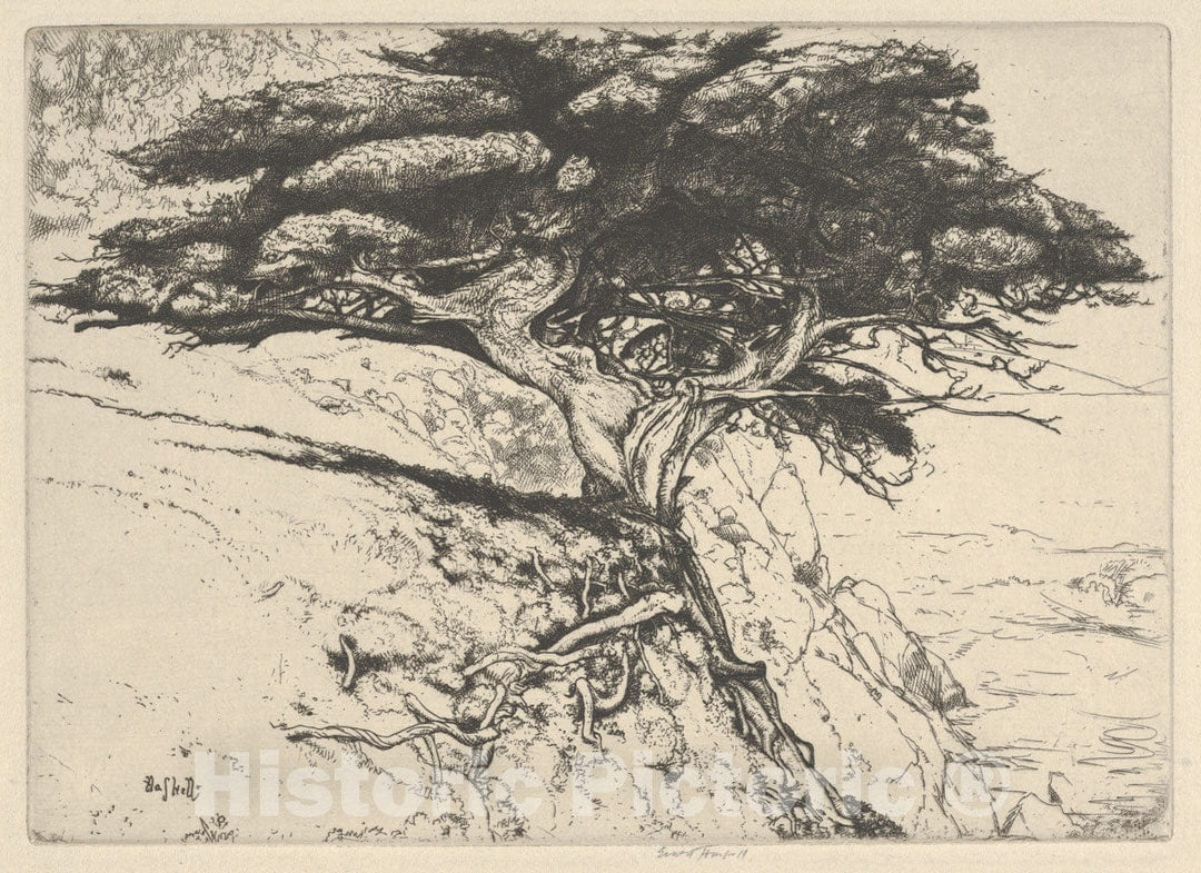 Art Print : Ernest Haskell - Fan Tree : Vintage Wall Art