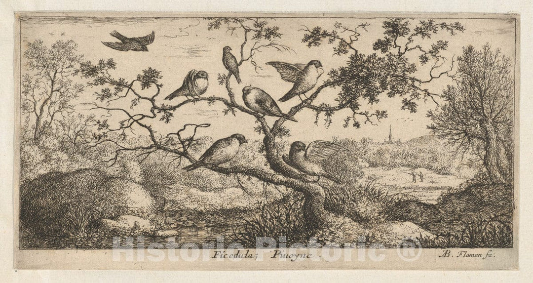 Art Print : Albert Flamen - Ficedula, Piuoyne (The Bullfinch): Livre d'Oyseaux (Book of Birds) : Vintage Wall Art