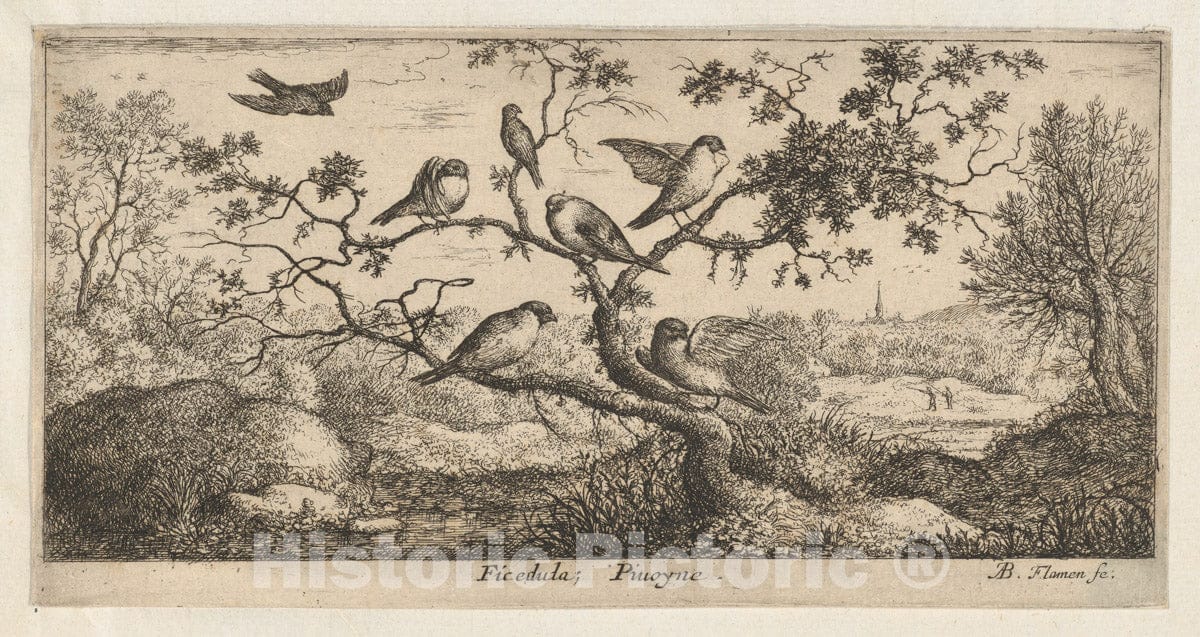 Art Print : Albert Flamen - Ficedula, Piuoyne (The Bullfinch): Livre d'Oyseaux (Book of Birds) : Vintage Wall Art