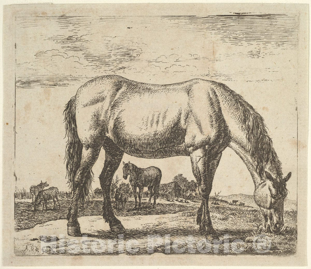 Art Print : Adriaen Van de Velde - Grazing Horse, from Different Animals : Vintage Wall Art