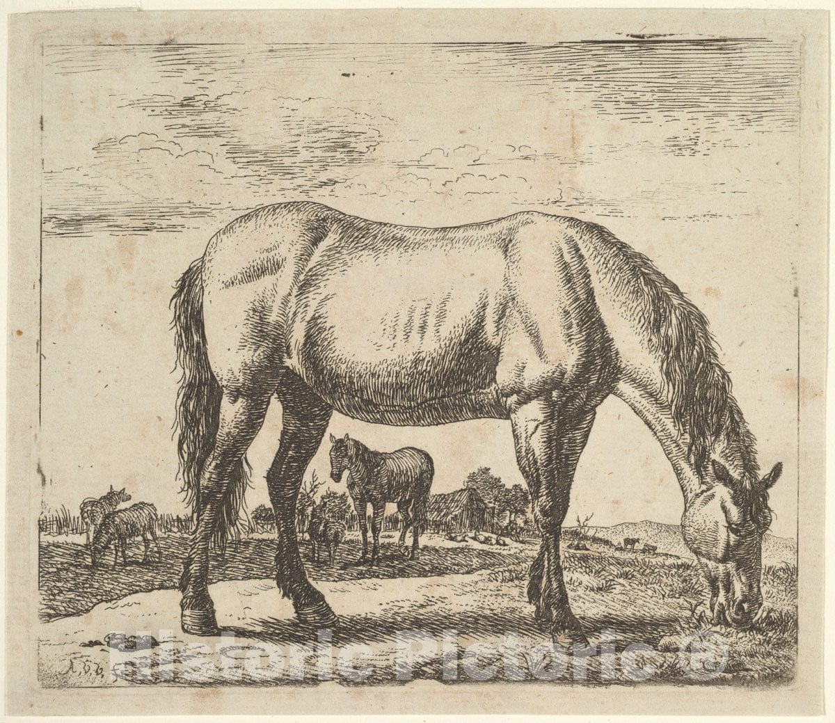 Art Print : Adriaen Van de Velde - Grazing Horse, from Different Animals : Vintage Wall Art