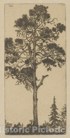 Art Print : Ernest Haskell - Little Pitch Pine : Vintage Wall Art