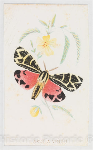 Art Print : Louis Prang & Co. - Arctia Virgo from The Butterflies and Moths of America Part 5 : Vintage Wall Art