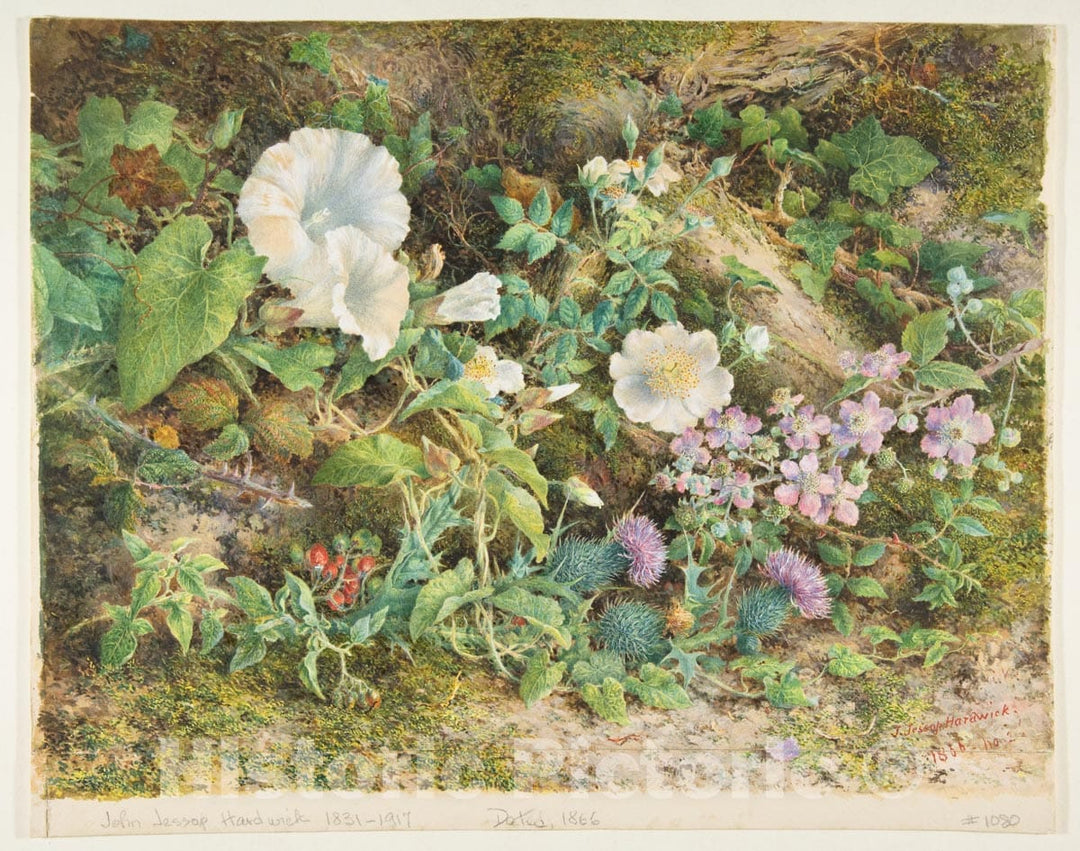 Art Print : John Jessop Hardwick - Flower Study : Vintage Wall Art