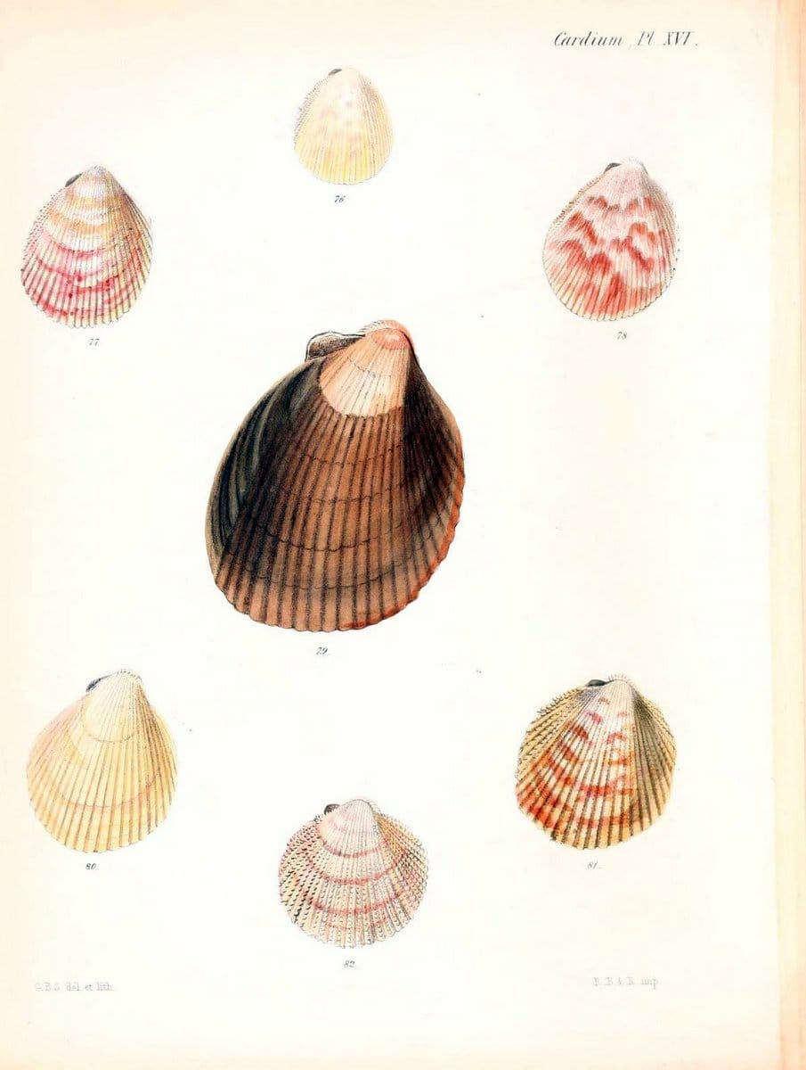 Conchologia iconica, or, Illustrations of the shells of molluscous ani ...