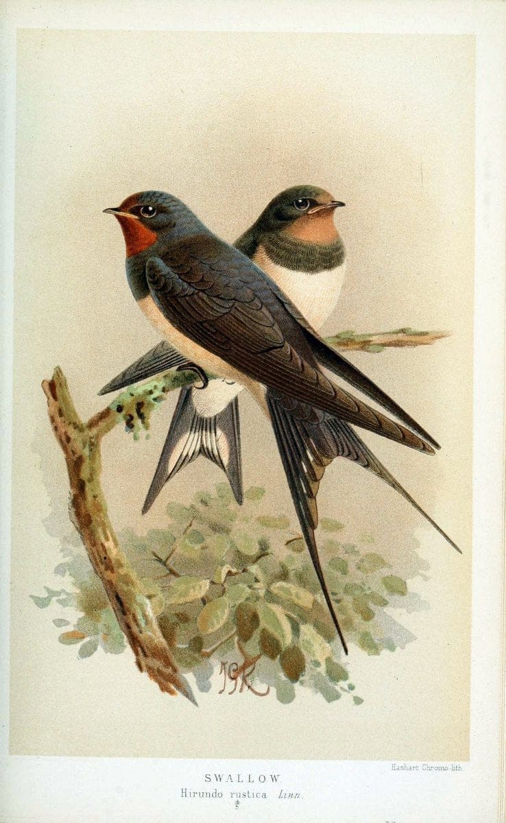 Coloured figures of the birds of the British Islands / issued by Lord Lilford. London :R | 59.82(42) Birds "Great Britain" "Pictorial works"  | Vintage Print Reproduction 447968