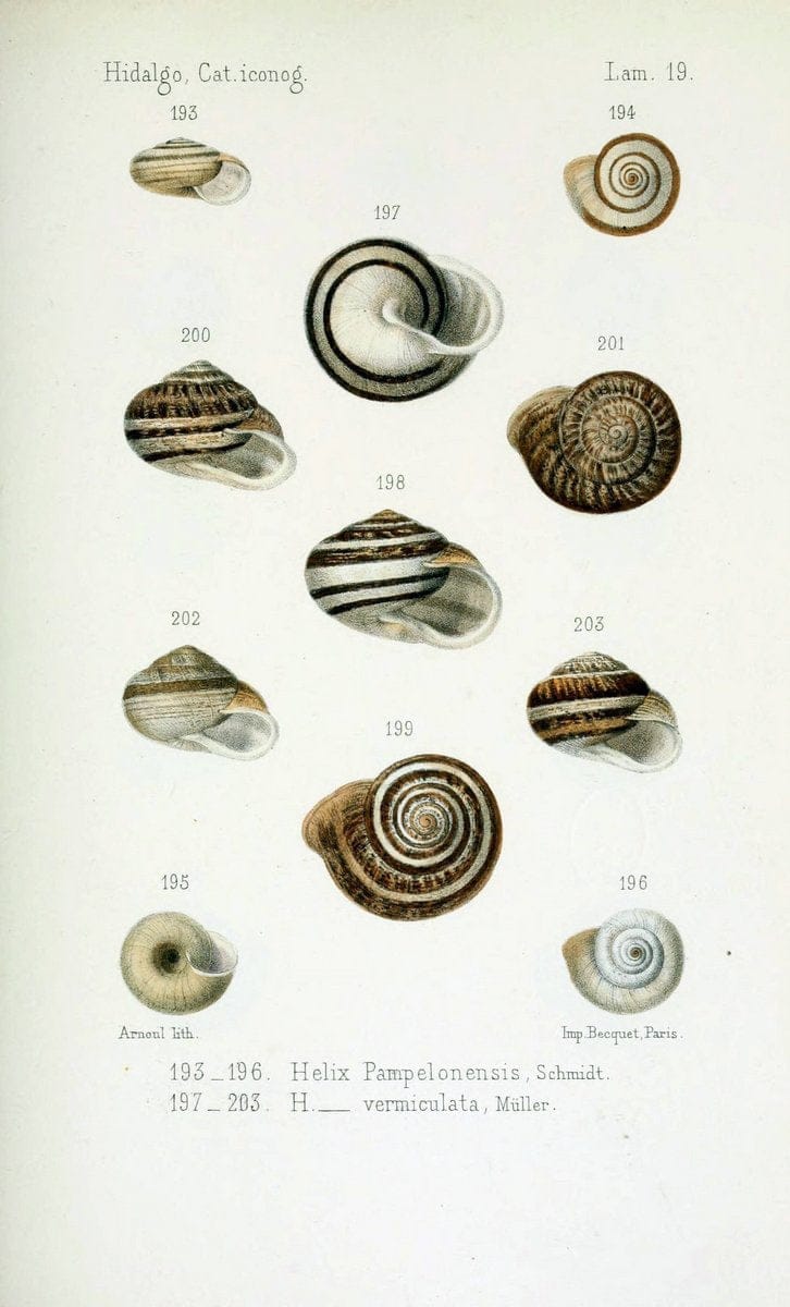 Catalogo iconografico y descriptivo de los moluscos terrestres de EspaÃ Â±a, Portugal y la | "Balearic Islands" Mollusks Portugal Spain  | Vintage Print Reproduction 448239