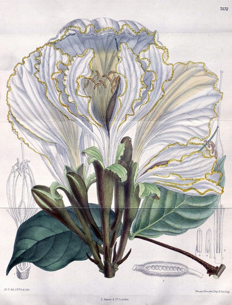 Curtis's botanical magazine. London ; New York [etc.] :Academic Press [etc.]. | "Botanical illustration" Botany Periodicals "Pictorial works" "Plants, Ornamental"  | Vintage Print Reproduction 448370