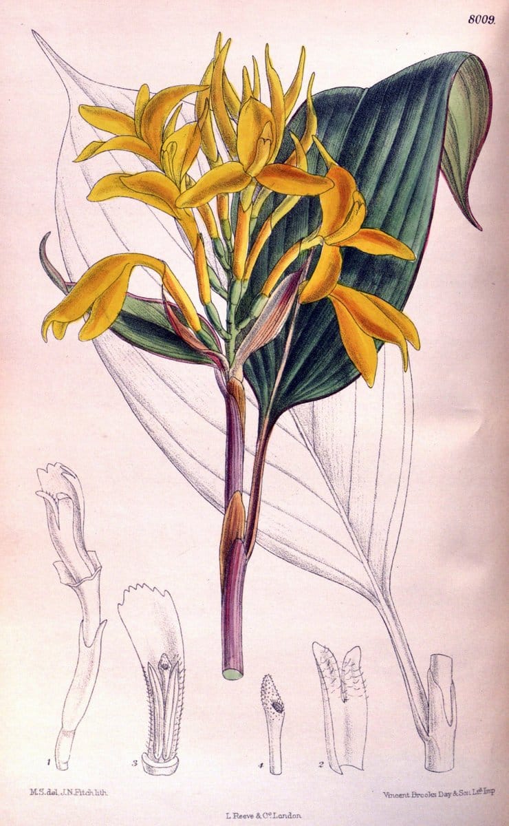 Curtis's botanical magazine. London ; New York [etc.] :Academic Press [etc.]. | "Botanical illustration" Botany Periodicals "Pictorial works" "Plants, Ornamental"  | Vintage Print Reproduction 448374